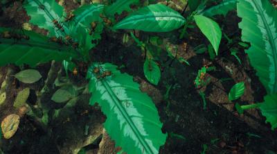 Capture d'écran de Empires of the Undergrowth